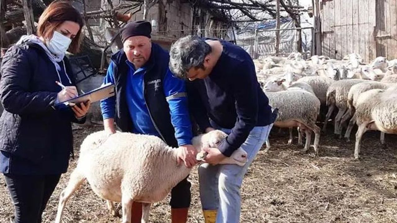2021 Yılı Anaç Keçi Destekleme Tespit Çalışmaları Başladı