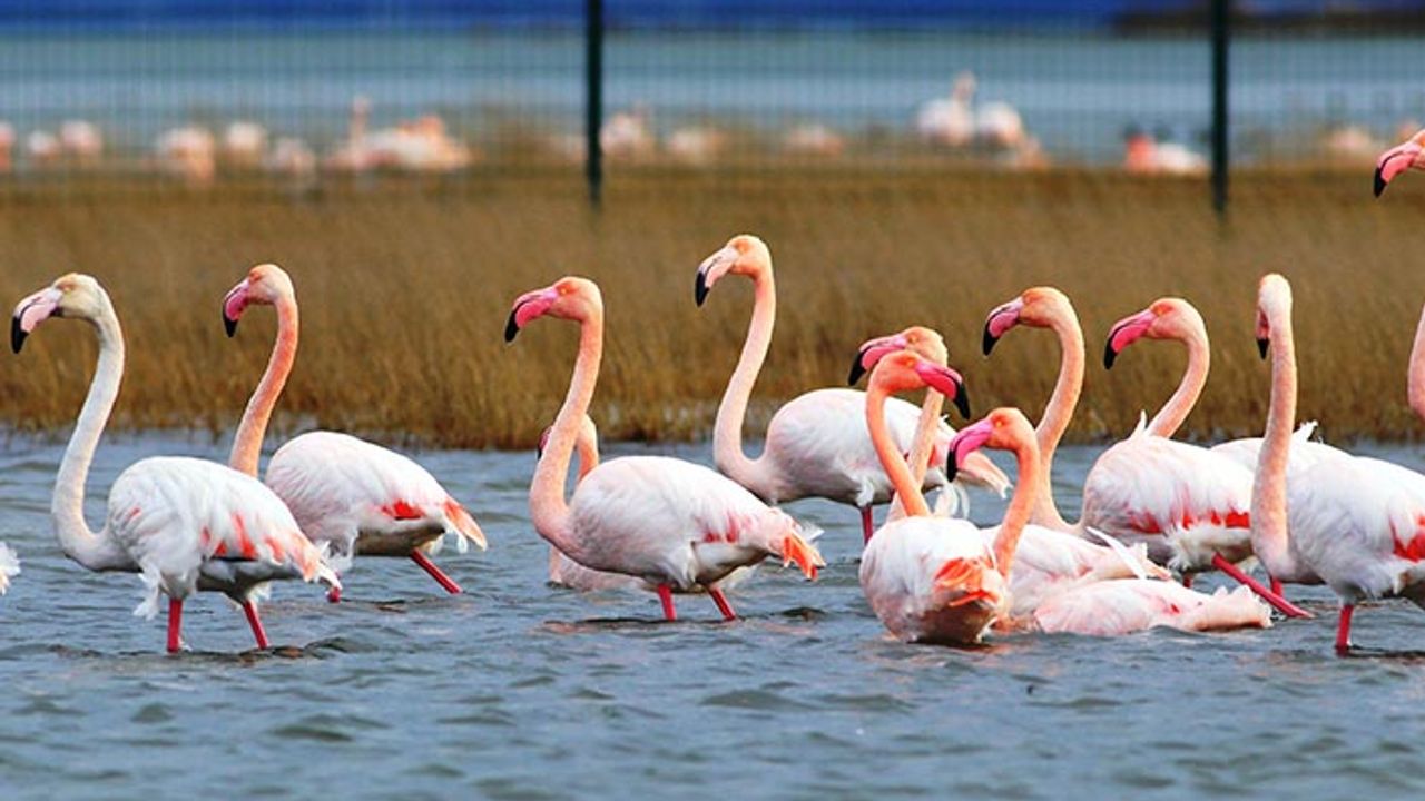 Flamingoların Yaz Tercihi Hersek Lagünü