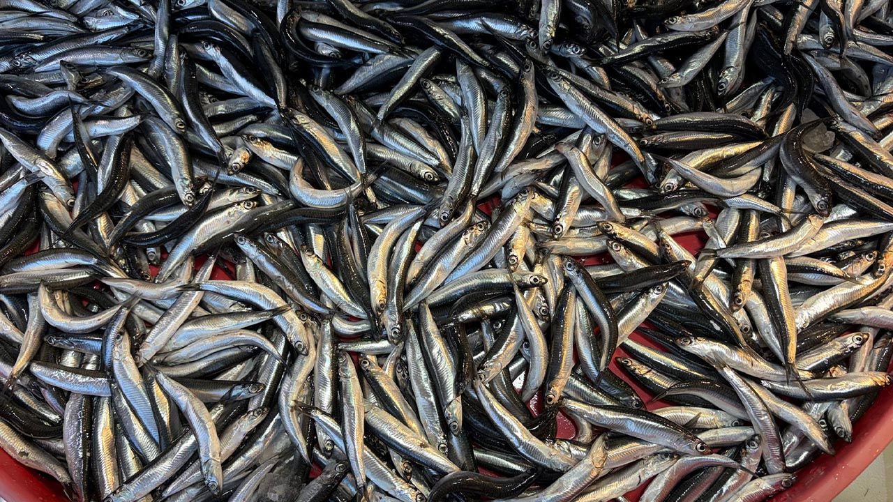 Balık Tezgahlarında Hamsi Bolluğu: Fiyatlar Yarı Yarıya Düştü