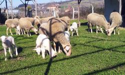 Tezcan, ‘İkinci cemre de düştü’