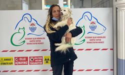 Kedi ve köpekleri Satın Almayın Sahiplenin