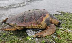 Altınova Plajına Caretta Caretta Vurdu