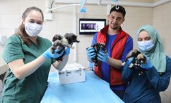 Annesiz Kalan Yavru Köpeklere Yalova Belediyesi Kucak Açtı