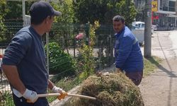 Sokaklarda Yabani Ot Temizliği