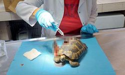Yalova'da Kabuğu Kırılan Kaplumbağanın Tedavisi Yapıldı