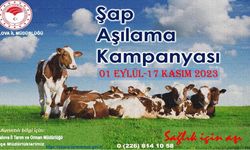 Şap Aşılama Kampanyası, Büyükbaş Hayvanlar İçin Başlıyor