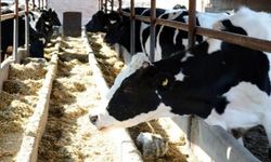 Ticari Süt İşletmelerince 867 Bin 11 Ton İnek Sütü Toplandı