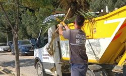 Sahil Temizliği Ve İlaçlama Çalışmaları Sürüyor