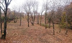 gallery_0