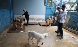 “Sokak köpekleri saldırınca ağaç gibi olmalıyız” 