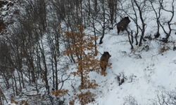 Ormanın karlı arazisinde yiyecek arayan 2 domuz dronla görüntülendi  