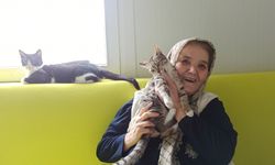Şaziye teyze konteyner evinde kedileriyle hayatını sürdürüyor  