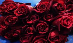 Yalova’da Sevgililer Günü’nde Çiçek Satışları 2’ye Katladı