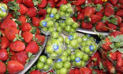 Yaz Meyveleri Tezgahta: Fiyatlar Göz Kamaştırıyor!