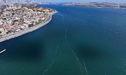 Marmara Denizi’nde denizanası istilası