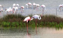 Kuş Oteli’nde Flamingolardan Görsel Şölen