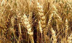 Buğdayda hasat yaklaştı, fiyat bekleniyor