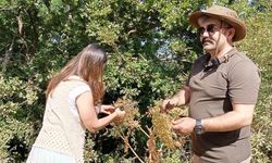 Yalova'da Endemik Bitkilerin Üretimi İçin İlk Adım Atıldı