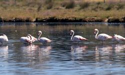 Flamingolar Hersek Lagününde