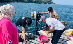 Yalova'da Midye Üretim Tesislerinde Sediment Kalitesi Değerlendirildi