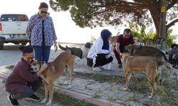 Armutlu Belediyesi’nden Sokak Hayvanlarına Destek