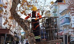 Budama Çalışması Gerçekleştirildi