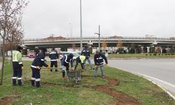 Peyzaj ve Budama Çalışmaları Devam Ediyor