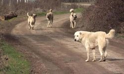 Belediyelere Sahipsiz Köpek Başına 71 bin TL Ceza Kesilecek