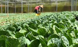 Yalova’da Çiftçiler Mart Ayında Sahada