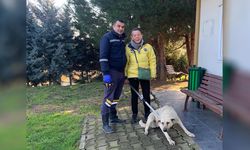 Melez Köpek, Hayvansever Tarafından Sahiplenildi