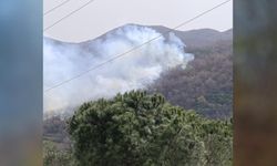 Yalova'da orman yangını