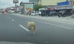 Yalova'da Kaçak Kurbanlık Koyun Trafiği Birbirine Kattı