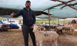 Kurban Bayramı Öncesi Küçükbaş Hayvan Fiyatları