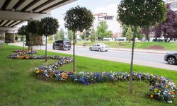 Yalova Çiçek Açıyor