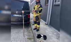 Altınova’da Yılan Görüldü