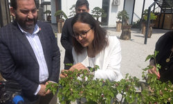 Yalova Bonsai Müzesi'nde Dut Hasadı Heyecanı