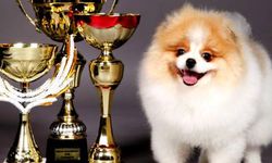 Yalova’nın İlk Köpek Güzellik Yarışması Çiftlikköy’de Yapılacak