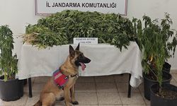 Çınarcık’ta 199 Kök Kenevir Ele Geçirildi: 1 Kişi Tutuklandı