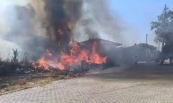 Yalova’da Zeytinlikte Yangın