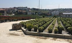 Kadıköy, Çiçek Seralarıyla Güzelleşti
