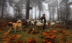 Uluslararası Fotoğraf Yarışmasına Büyük İlgi