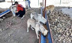 Sahipsiz Hayvanlara Yönelik Yeni Uygulama: Köylere Toplama Uyarısı