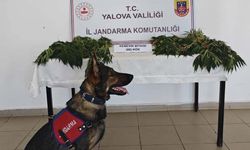 Yalova'da Yasa Dışı Kenevir Ekimi Yapan Zanlı Tutuklandı