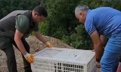 Esenköy’de 100 Kınalı Keklik Doğayla Buluştu
