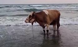 Kavurucu sıcaktan bunalan inek soluğu denizde aldı