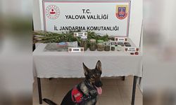 Yalova'da Ormanlık Alanda Yasa Dışı Kenevir Ekimi Yapan 3 Şüpheli Yakalandı