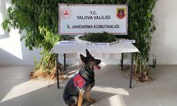 Termal’de Kenevir Operasyonu: 1 Kişi Tutuklandı