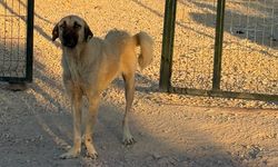 Yalova’da Köpekler Barınaktan Kaçtı