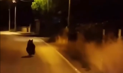 Yalova'da Ayı Köy Yoluna İndi