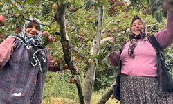 Yalova'da Dereköy Elması Üreticisinin Yüzünü Güldürdü